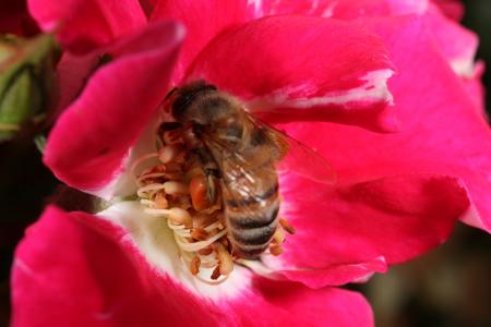 Pink flower with bee