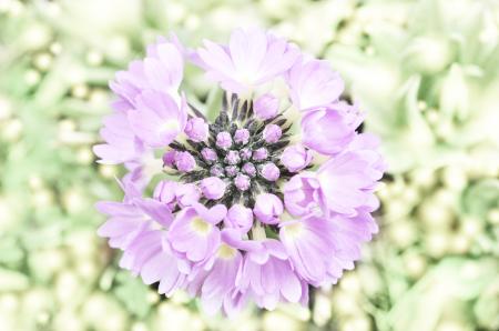 Pink Flowers