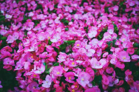 Pink Flowers