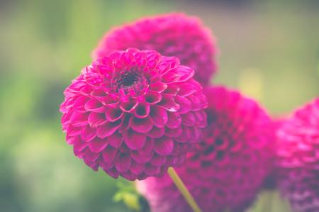 Pink Flowers