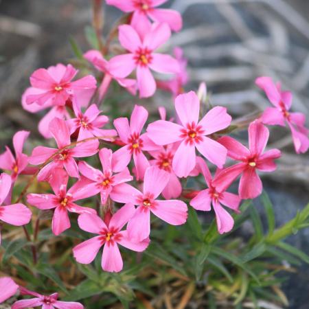 Pink flowers