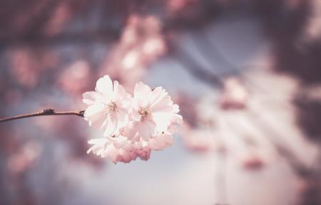 Pink Flowers