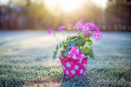 Pink Flowers