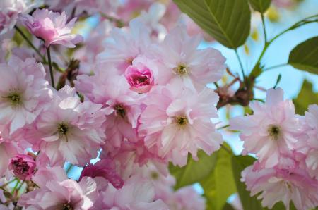 Pink Flowers