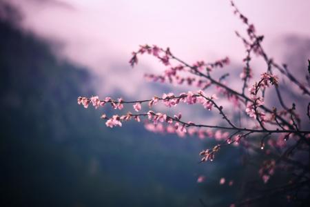 Pink Flowers