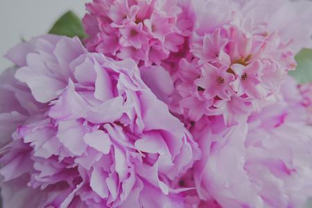 Pink Flowers