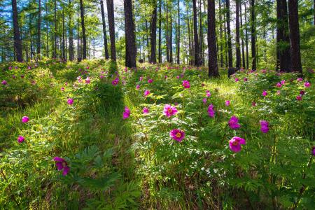 Pink Flowers