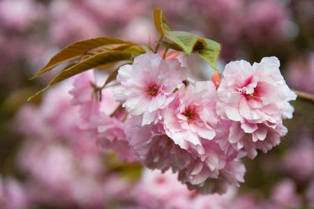 Pink Flowers