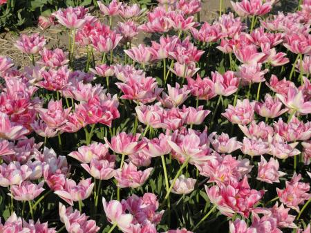 Pink Flowers