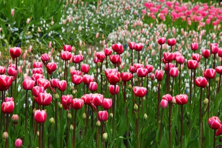 Pink Flowers