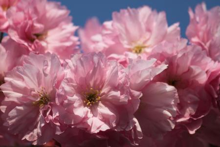 Pink Flowers