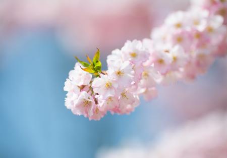 Pink Flowers