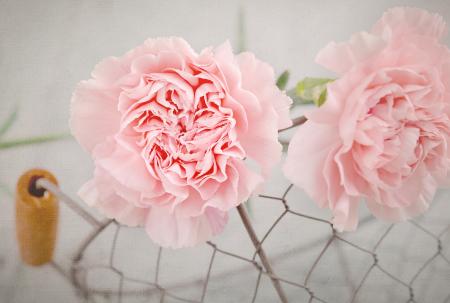 Pink Flowers