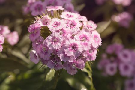 Pink Flowers