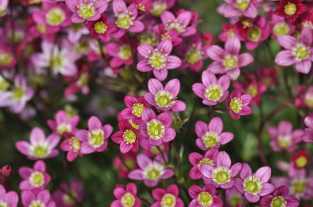 Pink Flowers