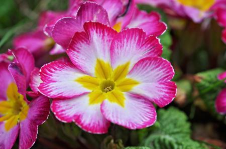 Pink Flowers