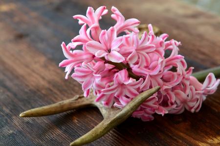 Pink Flowers