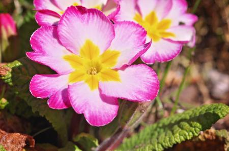 Pink Flowers