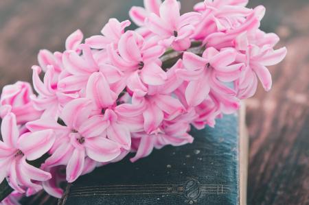 Pink Flowers