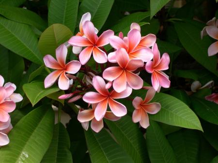 Pink Flowers and Green Leaves