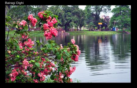Pink Flowers by Lake