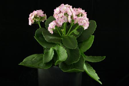 Pink flowers in a black vase