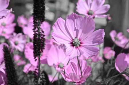 Pink Flowers in Black & White Garden