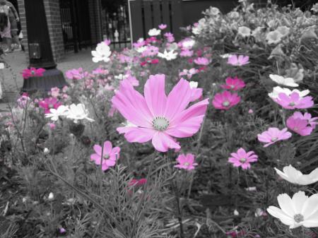 Pink Flowers on Black and White Backgrou