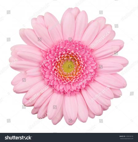 Pink Gerbera