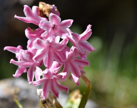 Pink Hyacinth