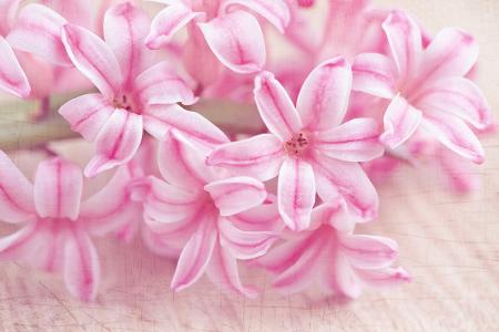 Pink Hyacinth