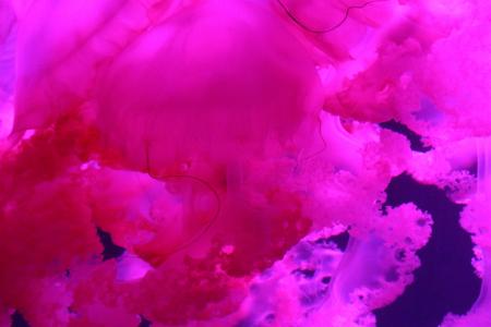 Pink jelly fish in the sea