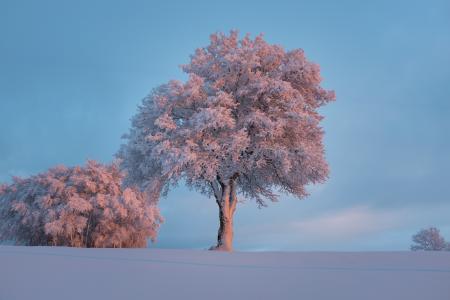 Pink Leaved Tree during Daytime