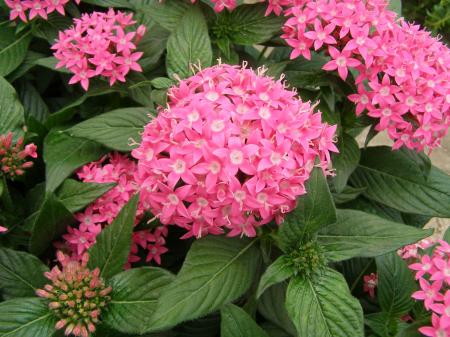 Pink Pentas