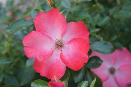 Pink Petaled Flower