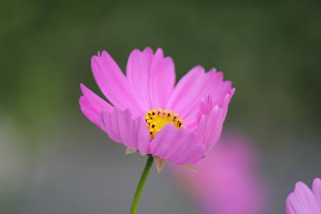 Pink Petaled Flower