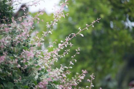 Pink Petaled Flower during Daytime