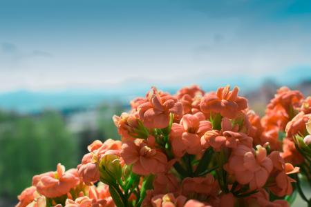 Pink Petaled Flower on Bloom at Daytime