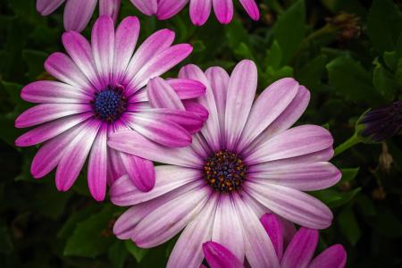 Pink Petal Floer