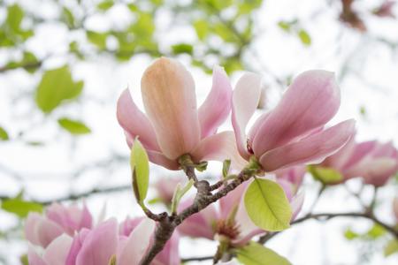 Pink Petaled Flowers