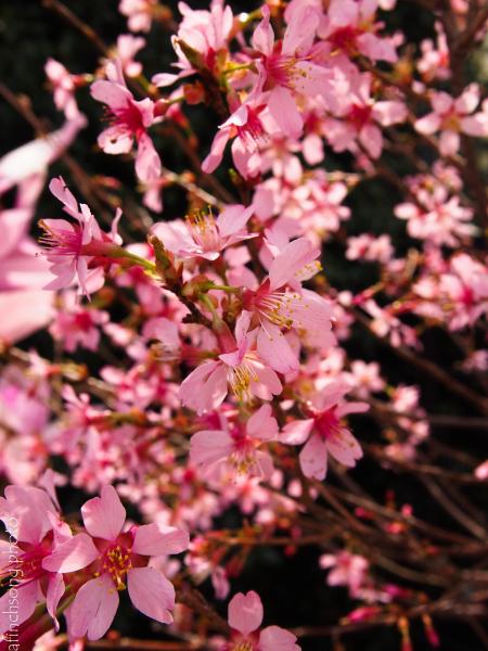 Pink Petaled Flowers on Brown Roof Near Green Leaves Tree