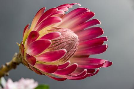 Pink Petalled Round Holed Flower