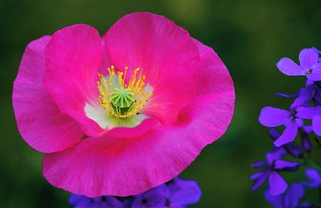 Pink Poppy Flower