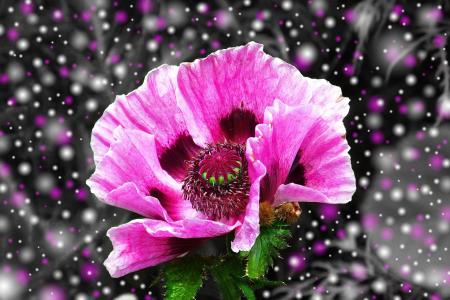 Pink Poppy