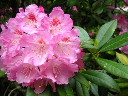 Pink Rhododendron