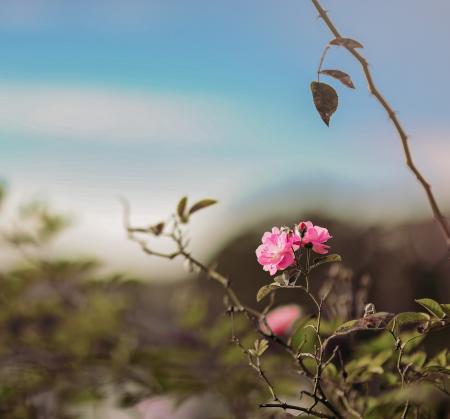 Pink Rose Flower in Selective Focus Photography