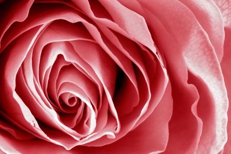 Pink Rose Macro - HDR