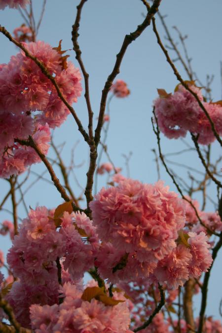 Pink roses