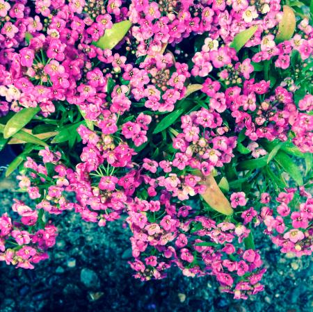 Pink Sweet Alyssum