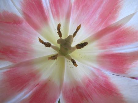 Pink tulip close-up